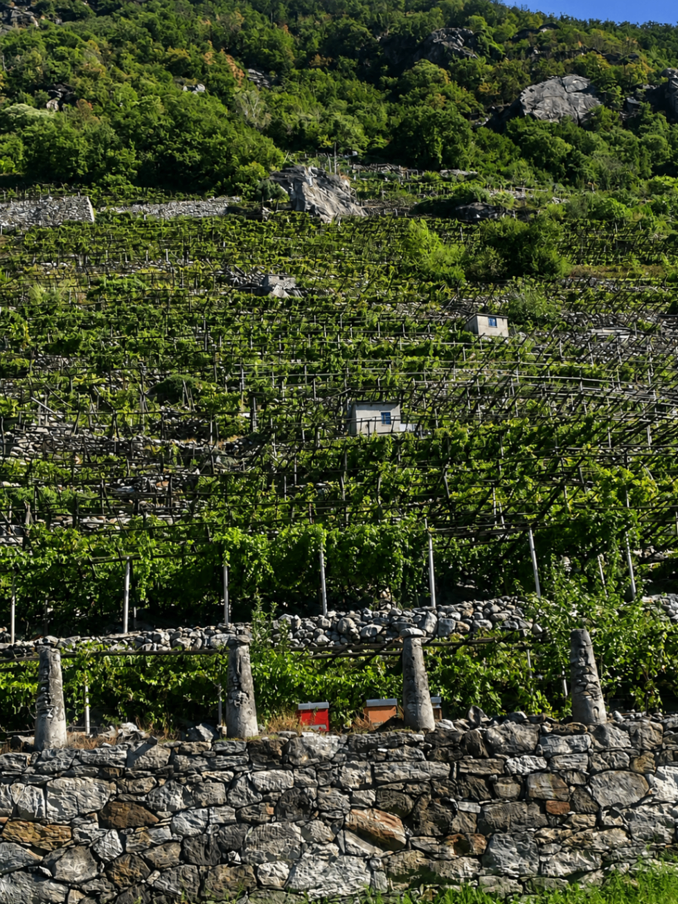 Terraced vineyard with stone walls and wooden pergolas